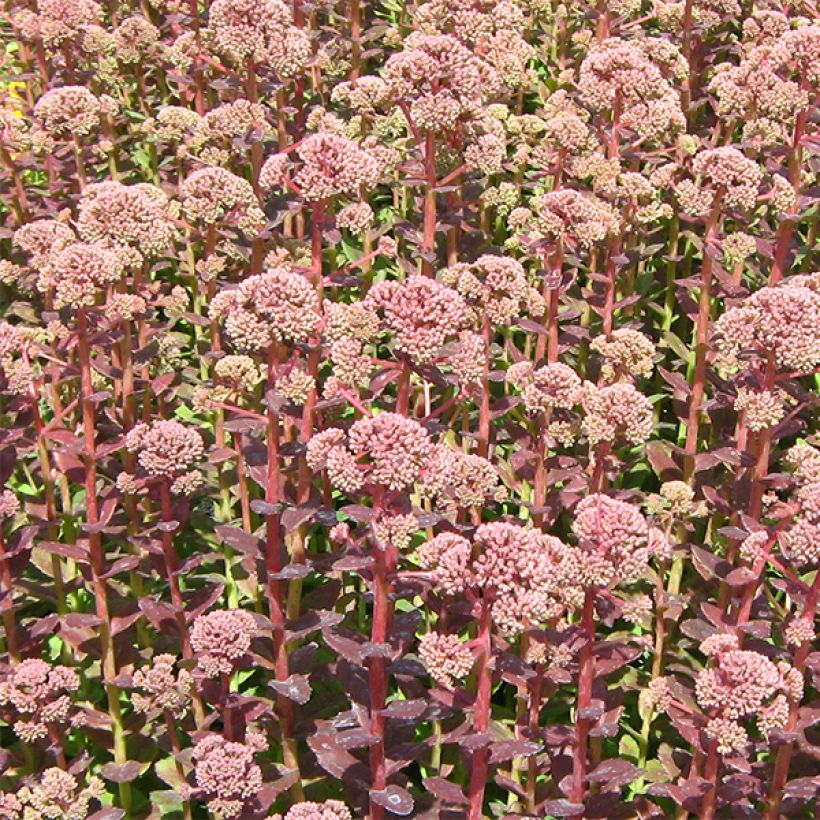 Sedum Stewed Rhubarb Mountain - Stonecrop (Flowering)