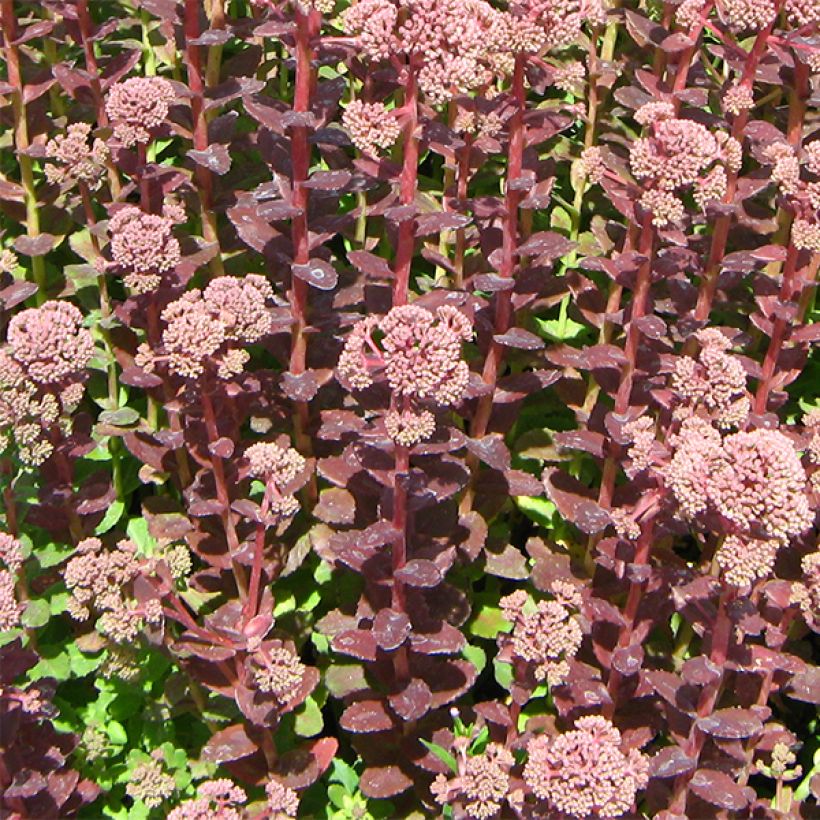 Sedum Stewed Rhubarb Mountain - Stonecrop (Plant habit)