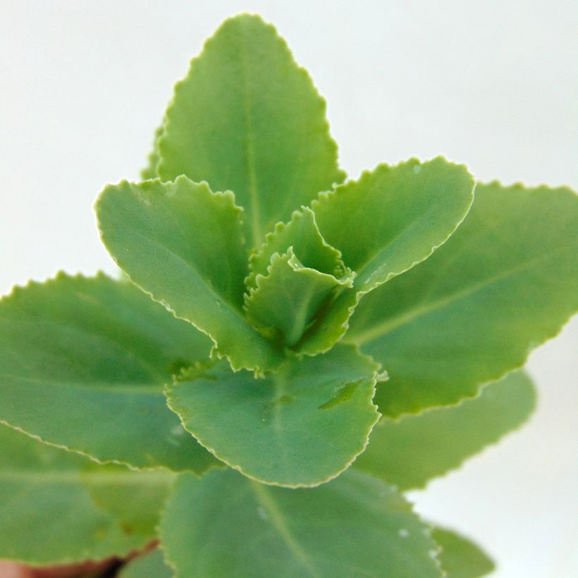 Sedum Sunkissed - Autumn Stonecrop (Foliage)