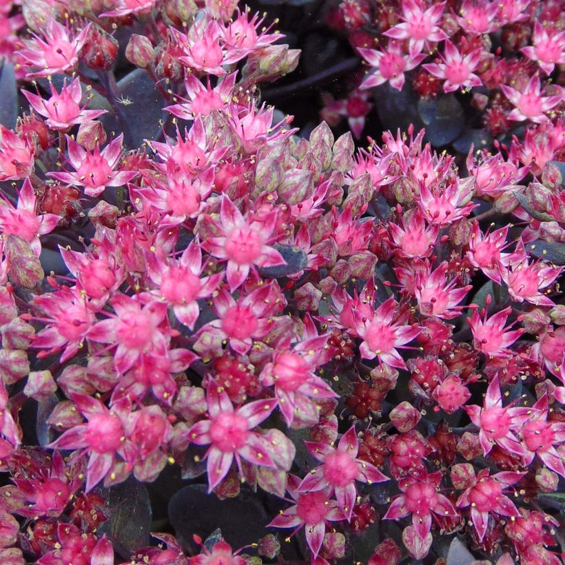 Sedum Sunsparkler Dazzleberry - Stonecrop (Flowering)