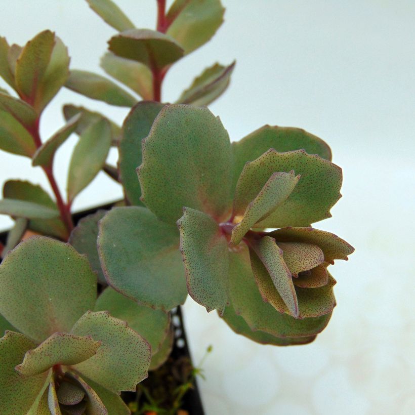 Sedum Sunsparkler Dazzleberry - Stonecrop (Foliage)