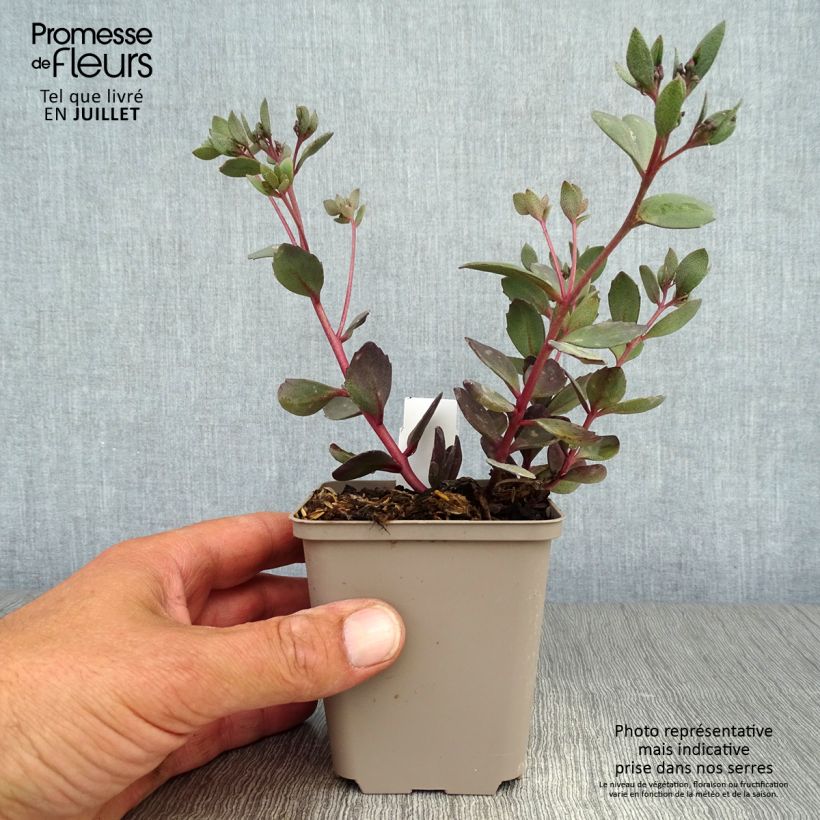 Sedum Sunsparkler Dazzleberry - Stonecrop 8/9 cm pot sample as delivered in summer