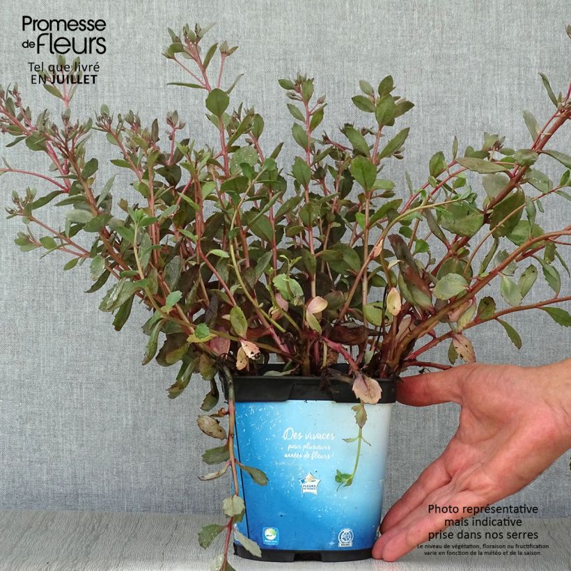 Sedum Sunsparkler Dazzleberry - Stonecrop 2L/3L pot sample as delivered in summer