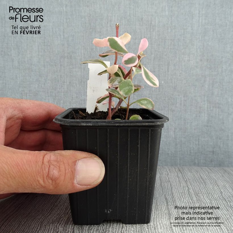 Sedum SunSparkler Dream Dazzler - Stonecrop 8/9 cm pot sample as delivered in autumn