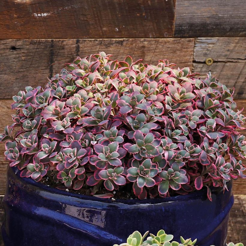 Sedum SunSparkler Dream Dazzler - Stonecrop (Plant habit)