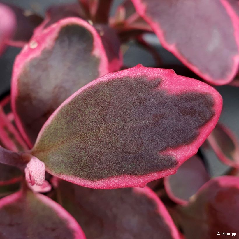 Sedum SunSparkler Dream Dazzler - Stonecrop (Foliage)