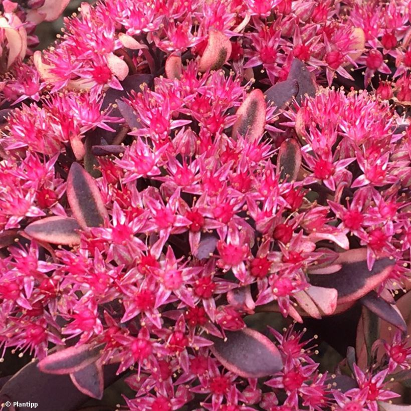 Sedum SunSparkler Dream Dazzler - Stonecrop (Flowering)