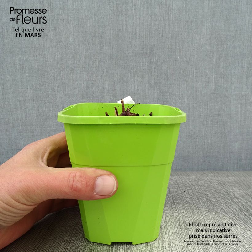 Sedum SunSparkler Jade Tuffet - Stonecrop 1.5L/2L pot sample as delivered in winter