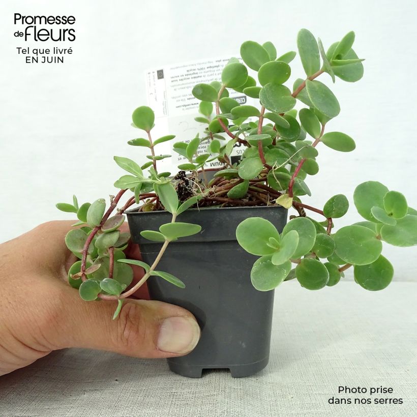Sedum Sunsparkler Lime Zinger - Stonecrop 8/9 cm pot sample as delivered in summer