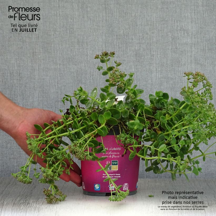 Sedum Sunsparkler Lime Zinger - Stonecrop 2L/3L pot sample as delivered in summer