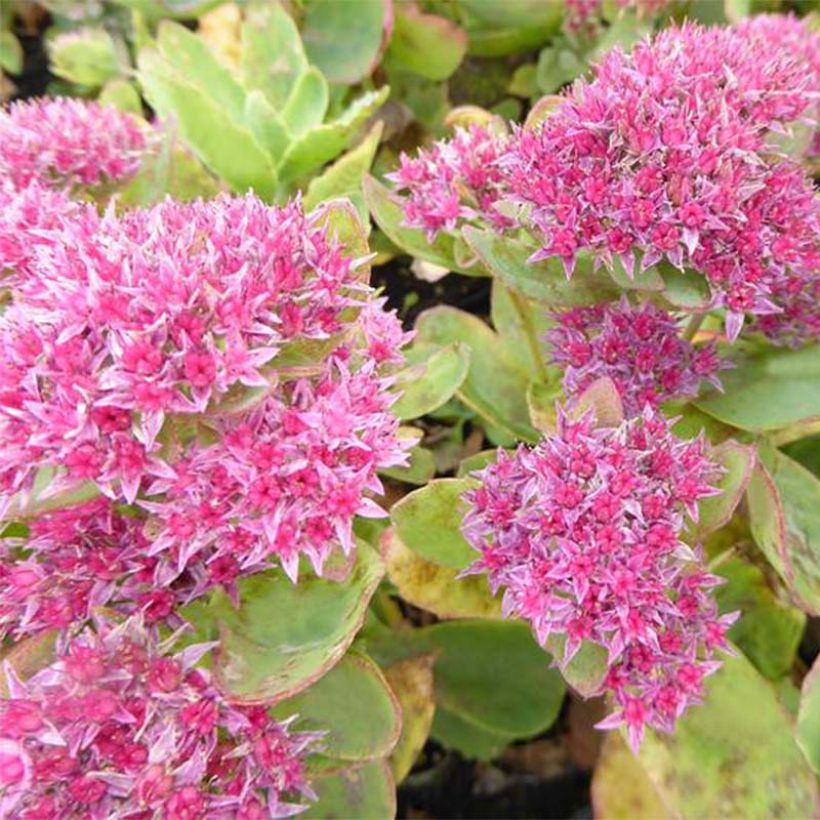 Sedum spectabile Tropical Night - Autumn Stonecrop (Flowering)