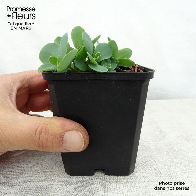 Sedum spectabile Tropical Night - Autumn Stonecrop 8/9 cm pot sample as delivered in spring