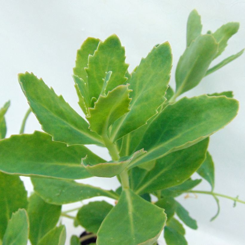 Sedum spectabile Tropical Night - Autumn Stonecrop (Foliage)