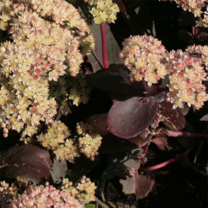 Sedum spectabile Twinkling Star - Autumn Stonecrop (Foliage)