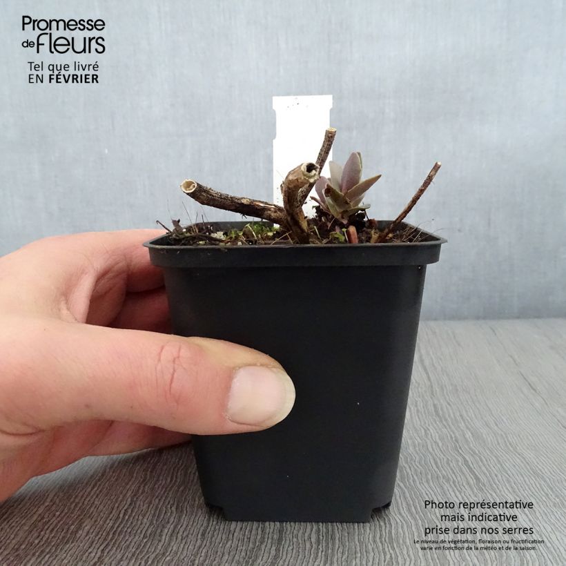 Sedum spectabile Twinkling Star - Autumn Stonecrop 8/9 cm pot sample as delivered in winter