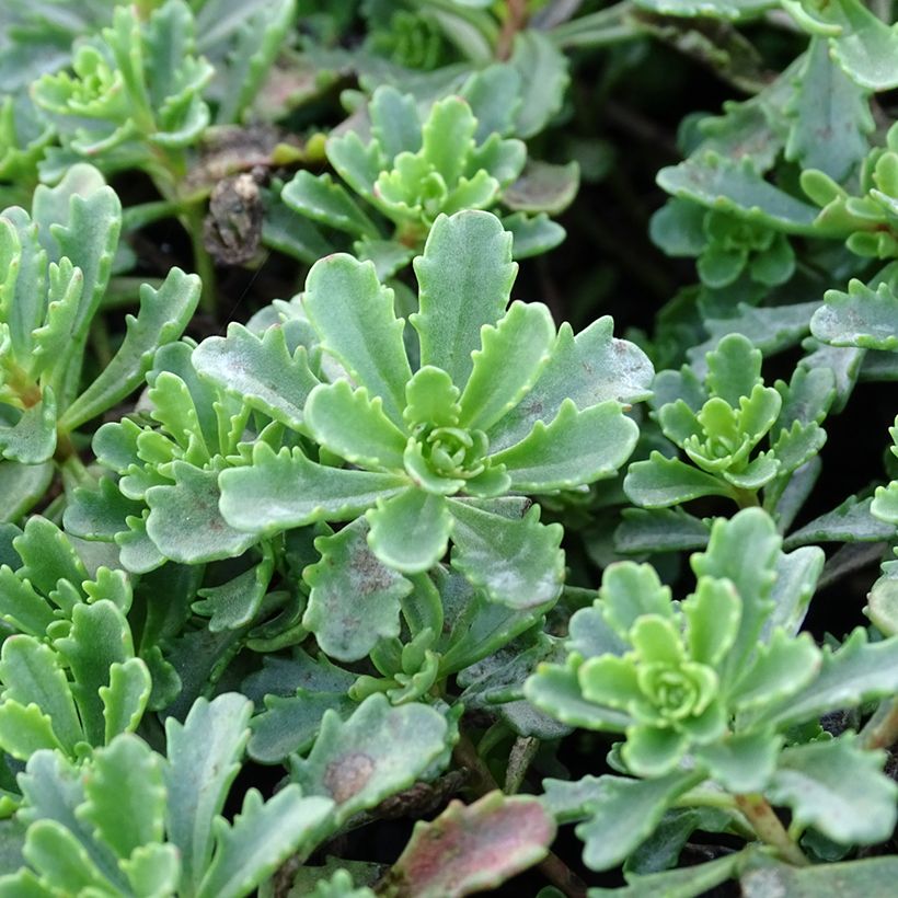 Sedum kamtschaticum Weihenstephaner Gold - Stonecrop (Foliage)