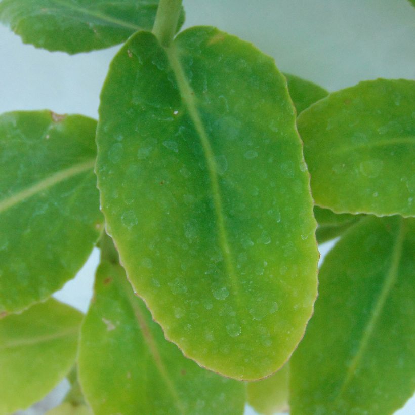 Sedum spectabile Yellow Xenox - Autumn Stonecrop (Foliage)