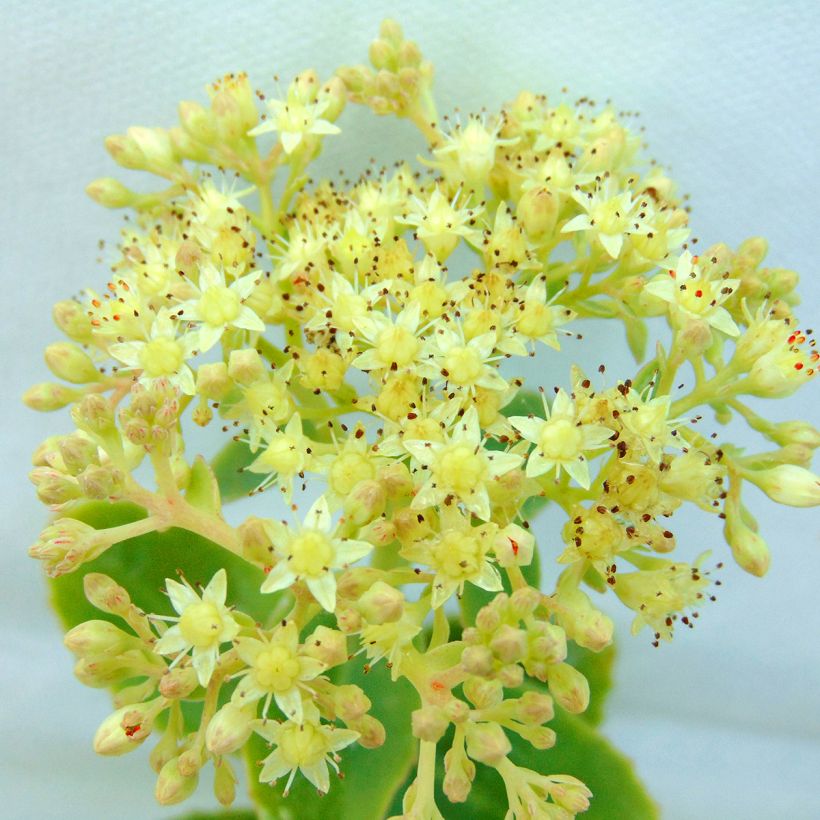 Sedum spectabile Yellow Xenox - Autumn Stonecrop (Flowering)