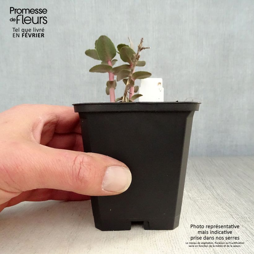 Sedum spectabile Yellow Xenox - Autumn Stonecrop 8/9 cm pot sample as delivered in winter
