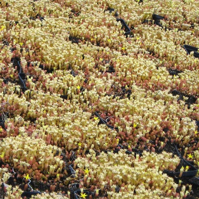 Sedum acre Yellow Queen - Stonecrop (Plant habit)