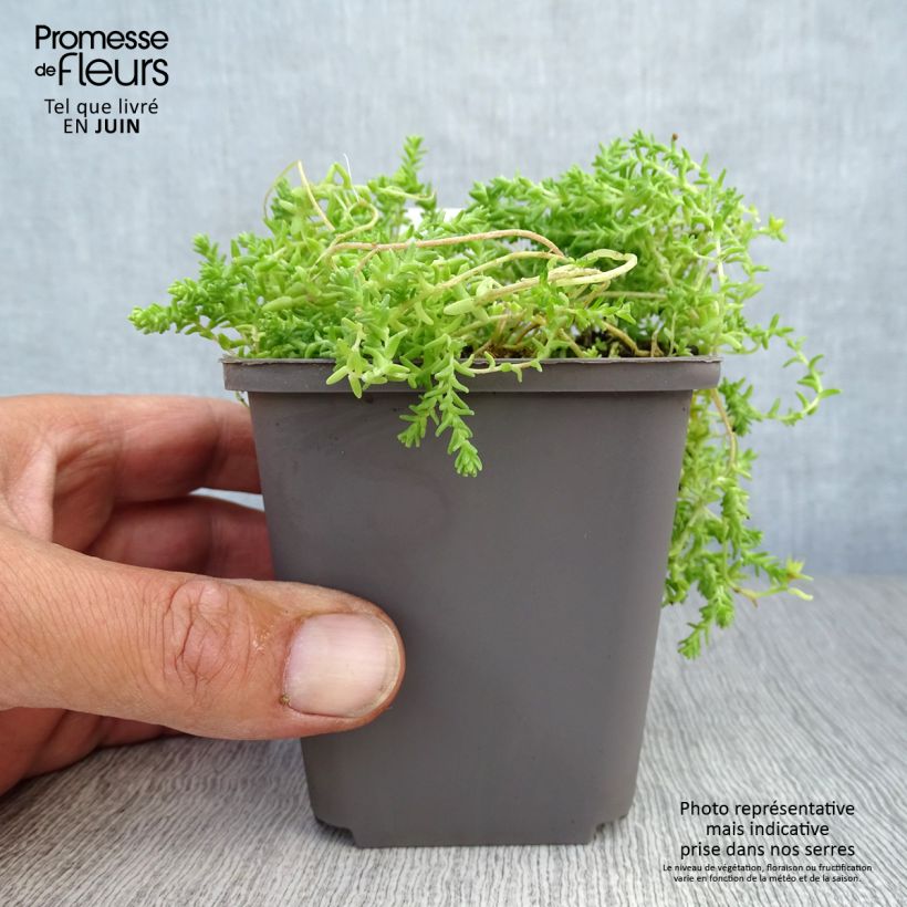 Sedum acre Yellow Queen - Stonecrop 8/9 cm pot sample as delivered in summer