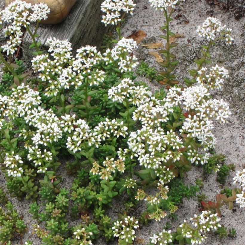 Sedum album Coral Carpet - Stonecrop (Plant habit)