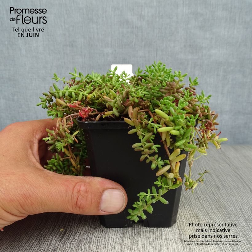 Sedum album Coral Carpet - Stonecrop 8/9 cm pot sample as delivered in summer