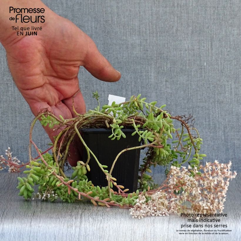 Sedum album var. murale - Stonecrop 8/9 cm pot sample as delivered in summer