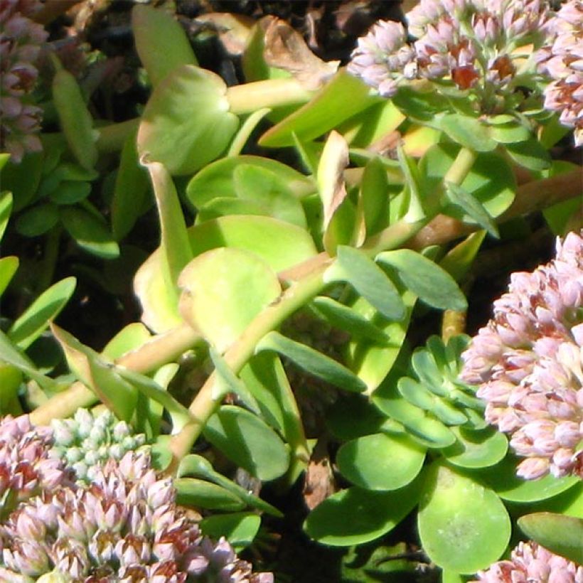 Sedum anacampseros (Foliage)