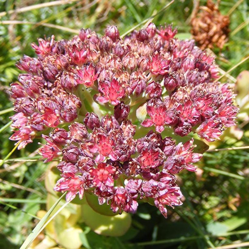 Sedum anacampseros (Flowering)