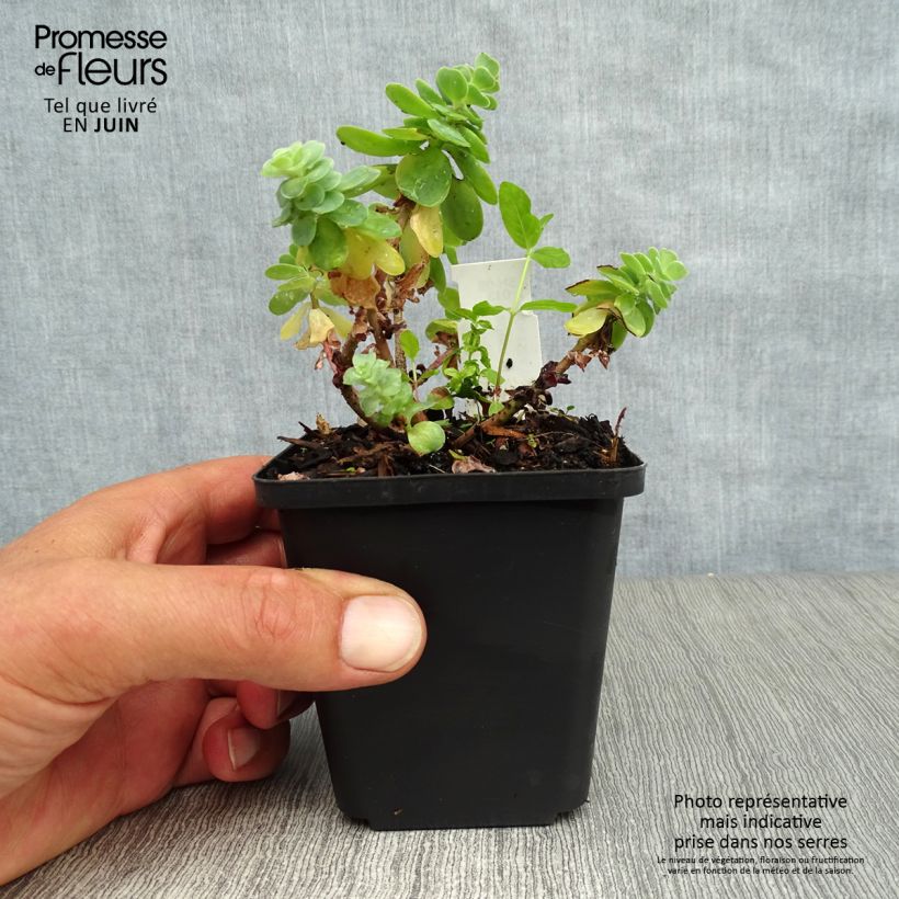 Sedum anacampseros 8/9 cm pot sample as delivered in summer