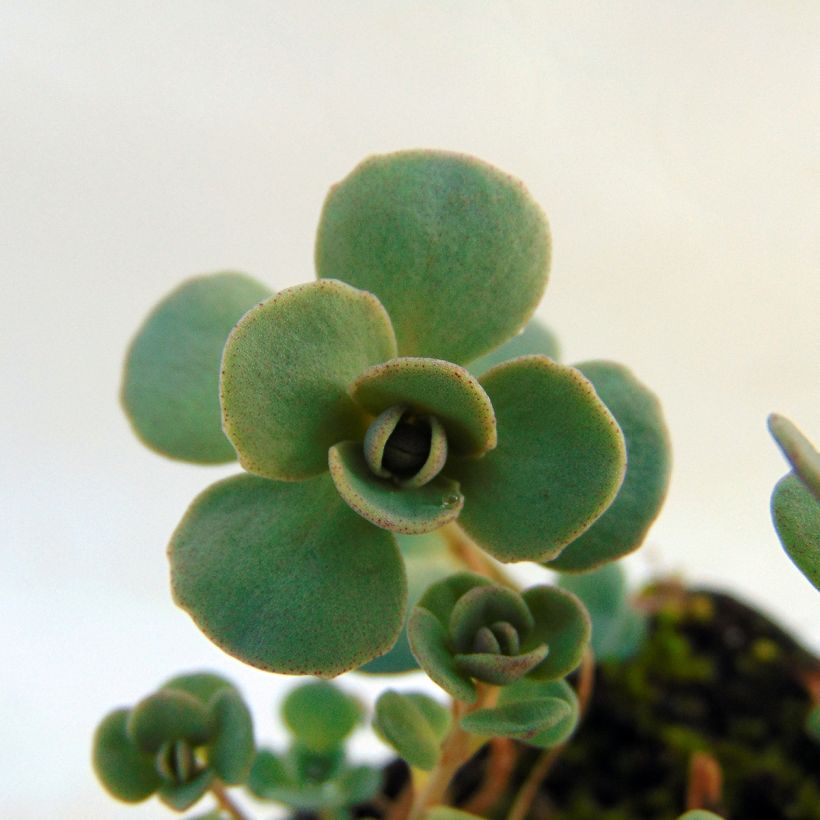 Sedum cauticola Lidakense - Stonecrop (Foliage)