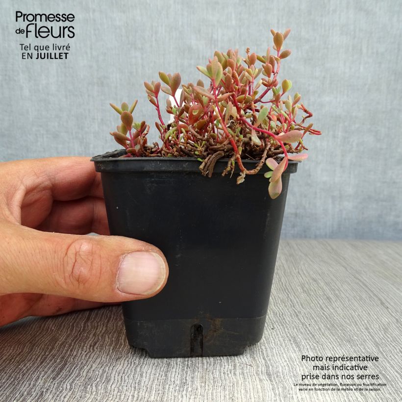 Sedum cauticola Lidakense - Stonecrop 8/9 cm pot sample as delivered in summer