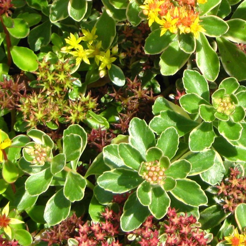 Sedum kamtschaticum - Stonecrop (Foliage)