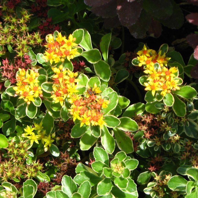 Sedum kamtschaticum - Stonecrop (Flowering)