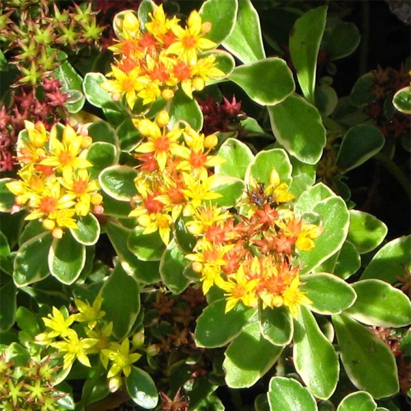 Sedum kamtschaticum Variegatum - Stonecrop (Flowering)