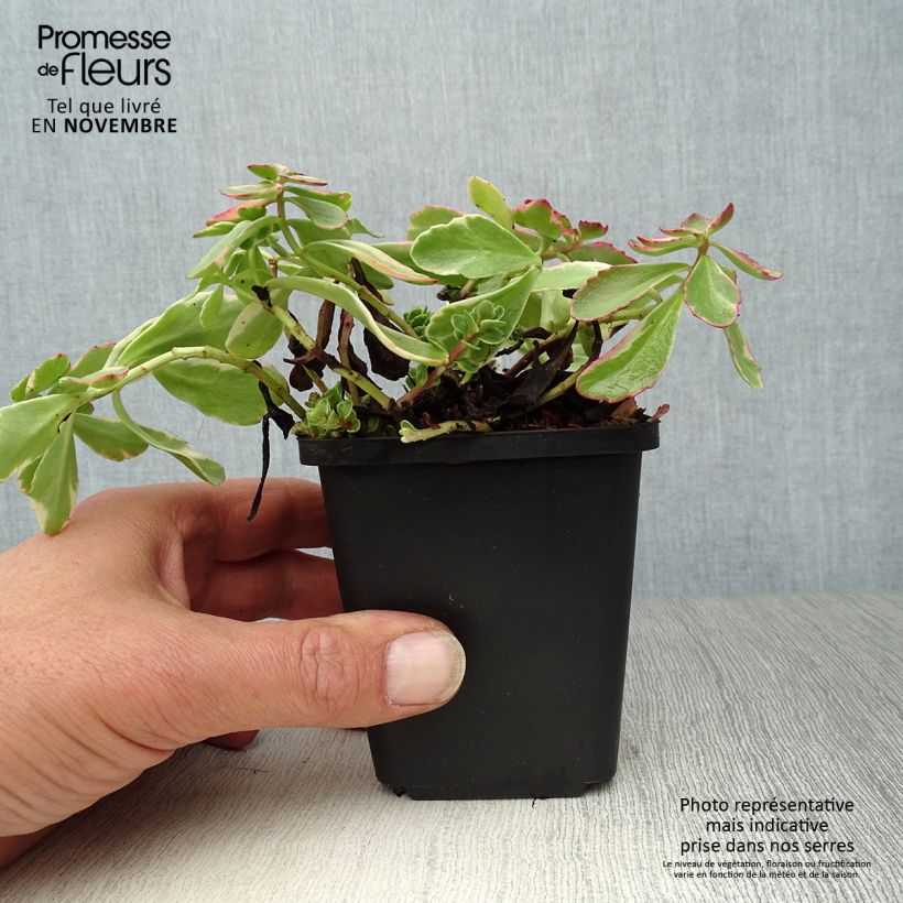 Sedum kamtschaticum Variegatum - Stonecrop 8/9 cm pot sample as delivered in autumn
