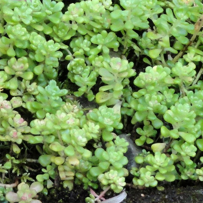 Sedum oreganum - Stonecrop (Foliage)