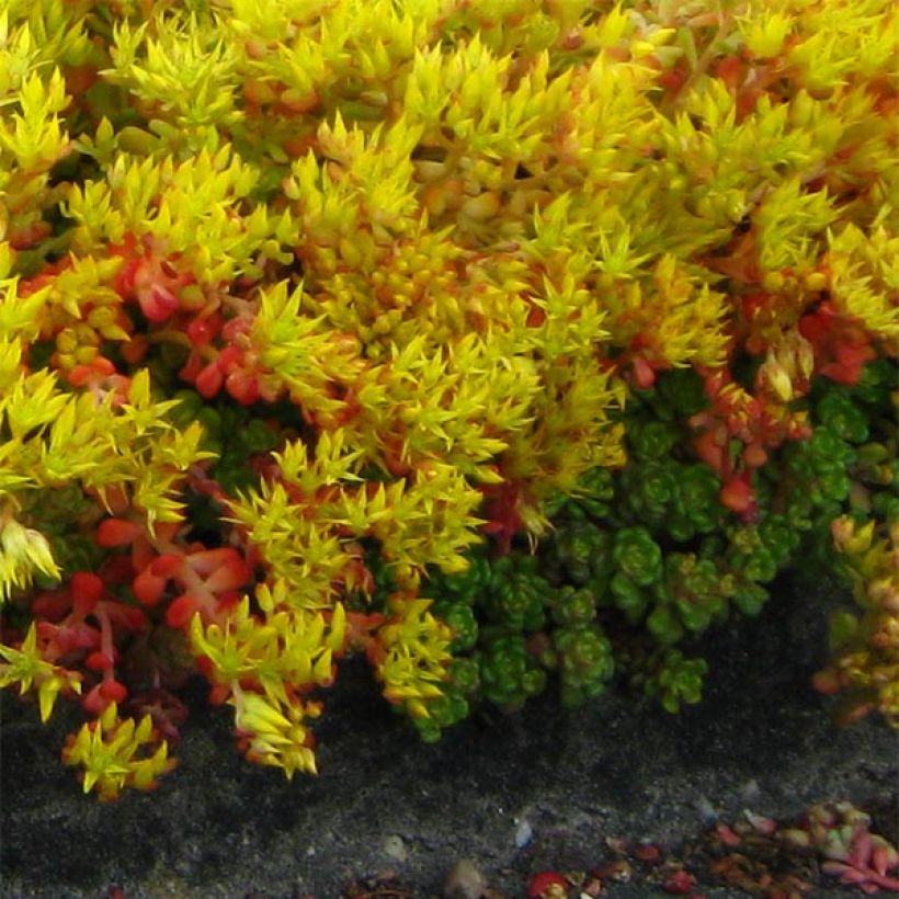 Sedum oreganum - Stonecrop (Plant habit)