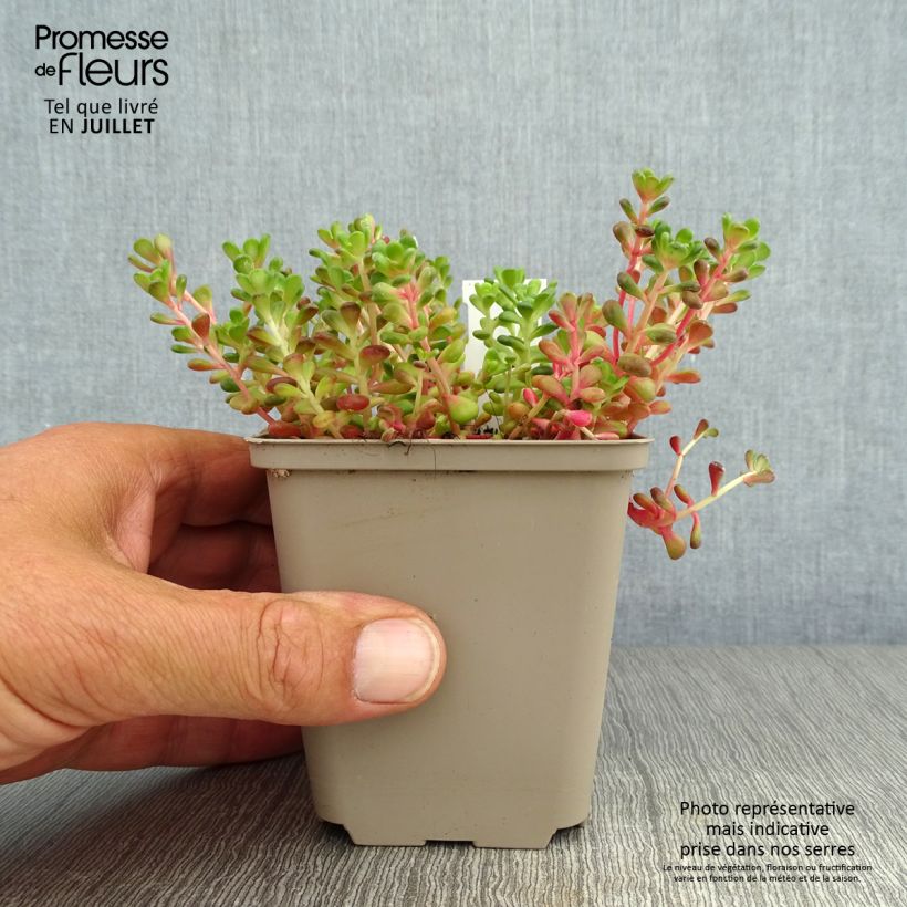 Sedum oreganum - Stonecrop 8/9 cm pot sample as delivered in summer