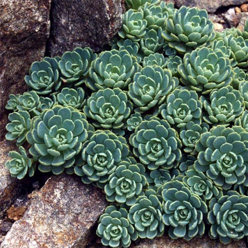 Sedum pachyclados - Stonecrop (Foliage)