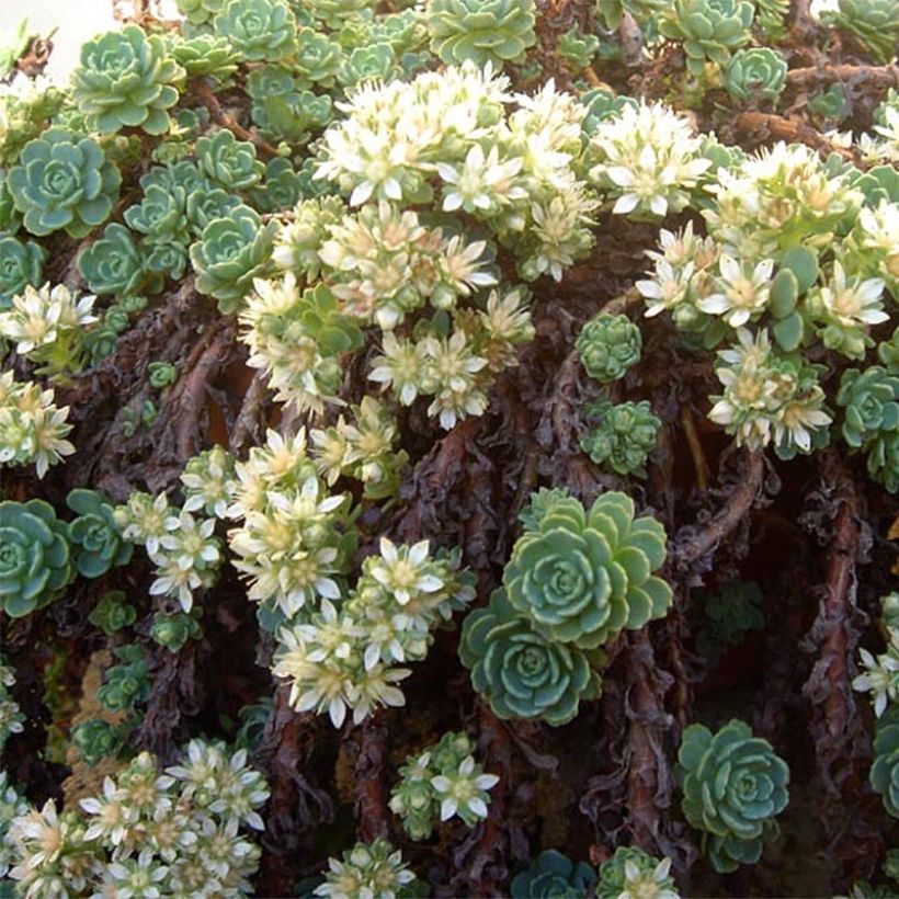 Sedum pachyclados - Stonecrop (Flowering)