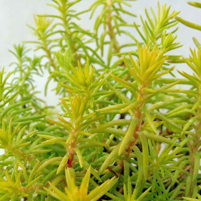 Sedum reflexum Angelina - Stonecrop (Foliage)