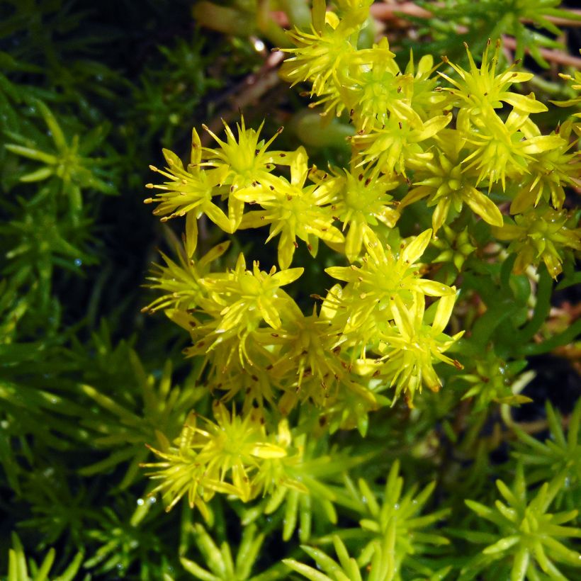 Sedum reflexum Angelina - Stonecrop (Flowering)