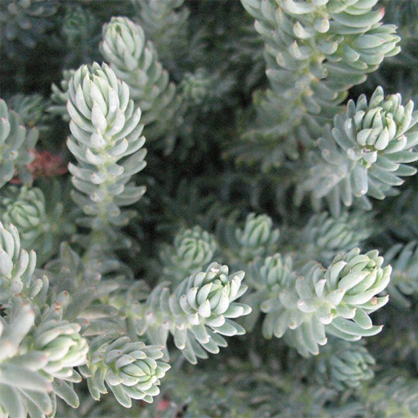 Sedum reflexum Blue Spruce - Stonecrop (Foliage)