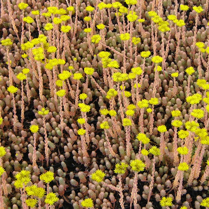 Sedum reflexum Blue Spruce - Stonecrop (Flowering)