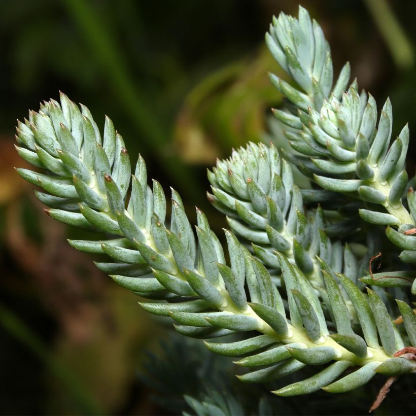 Sedum reflexum - Stonecrop (Foliage)