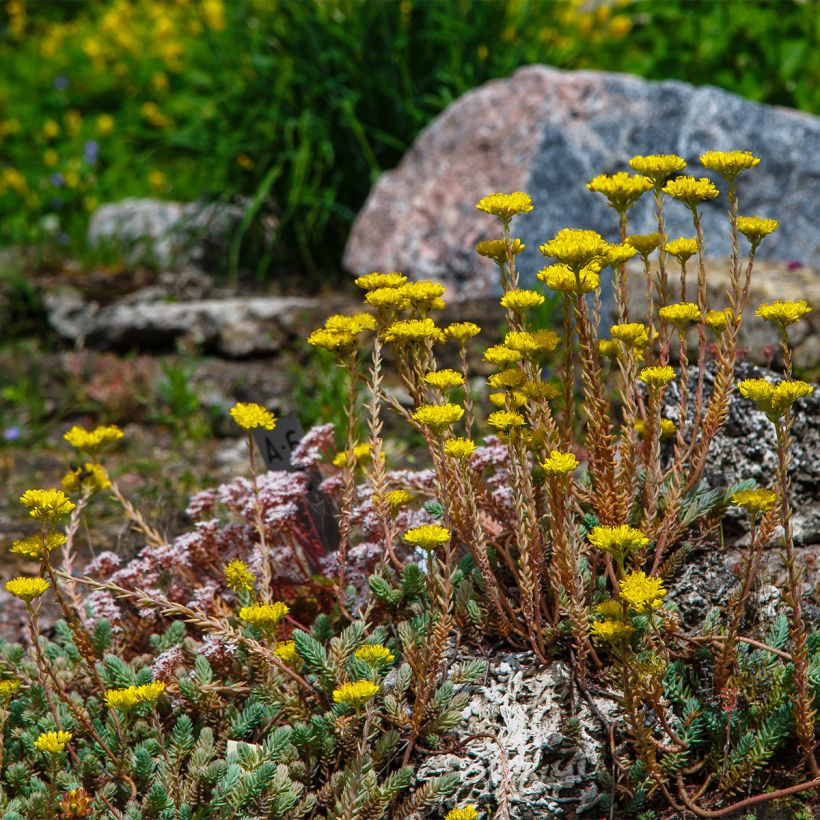 Sedum reflexum - Stonecrop (Plant habit)