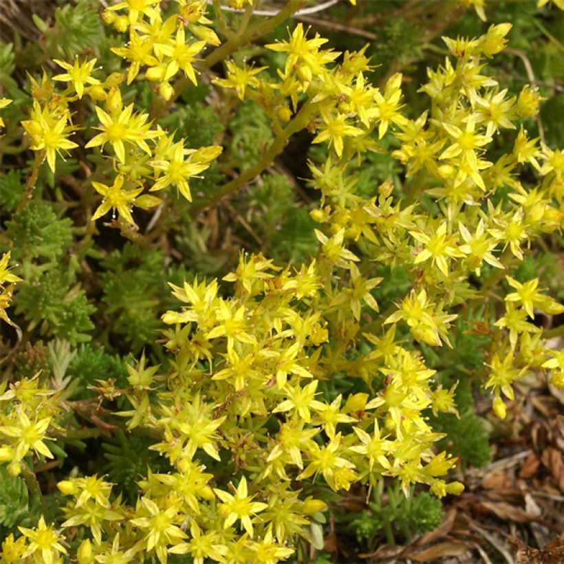 Sedum sexangulare - Stonecrop (Flowering)