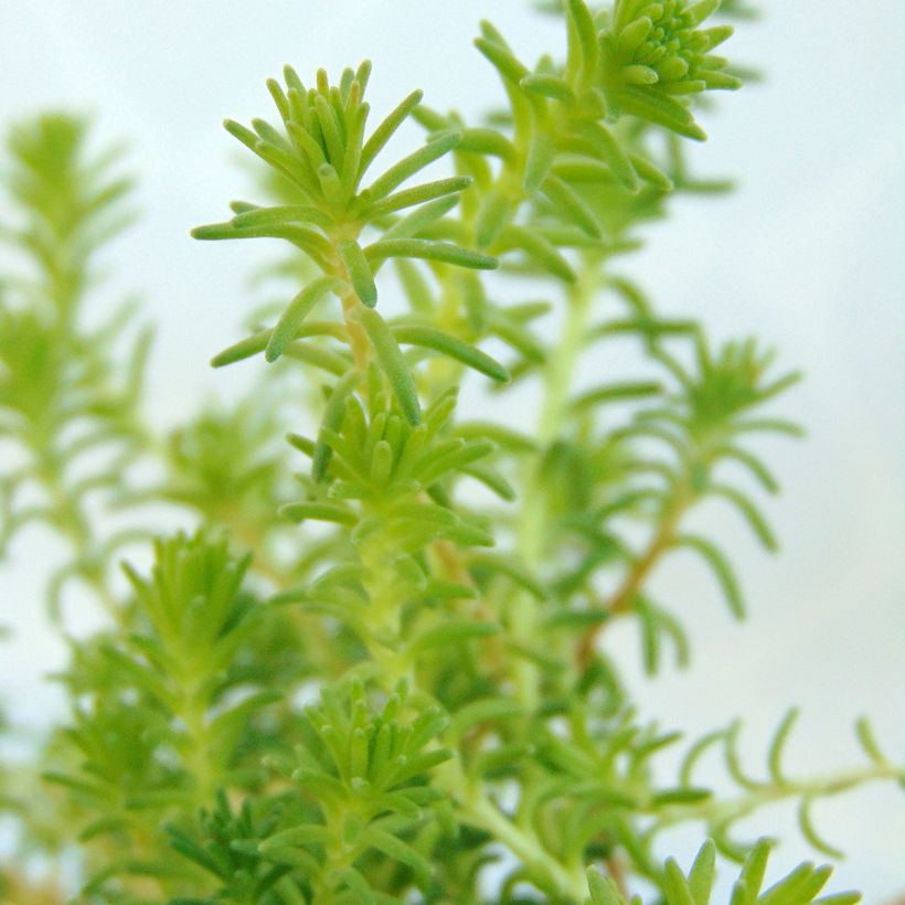 Sedum sexangulare - Stonecrop (Foliage)